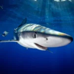 Hai unter Wasser – Kindervortrag Haie Wracks und Wasserdrachen mit Dr. Floh Huber Bad Tölz 2026